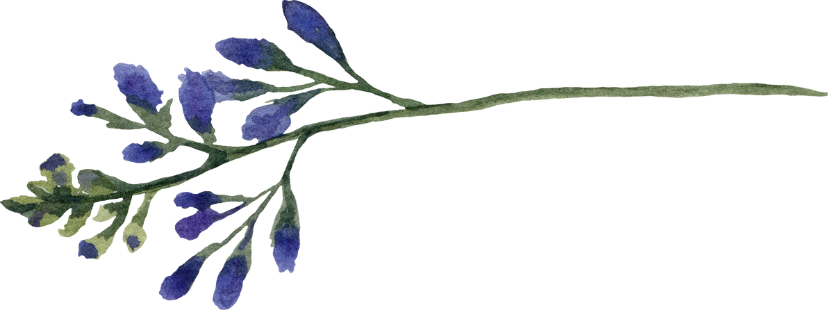 flowers medow
